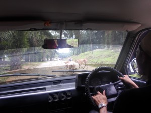 SAM_1260-300x225.jpg image