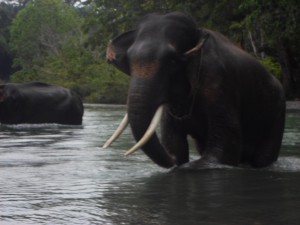 SAM_1387-300x225.jpg image