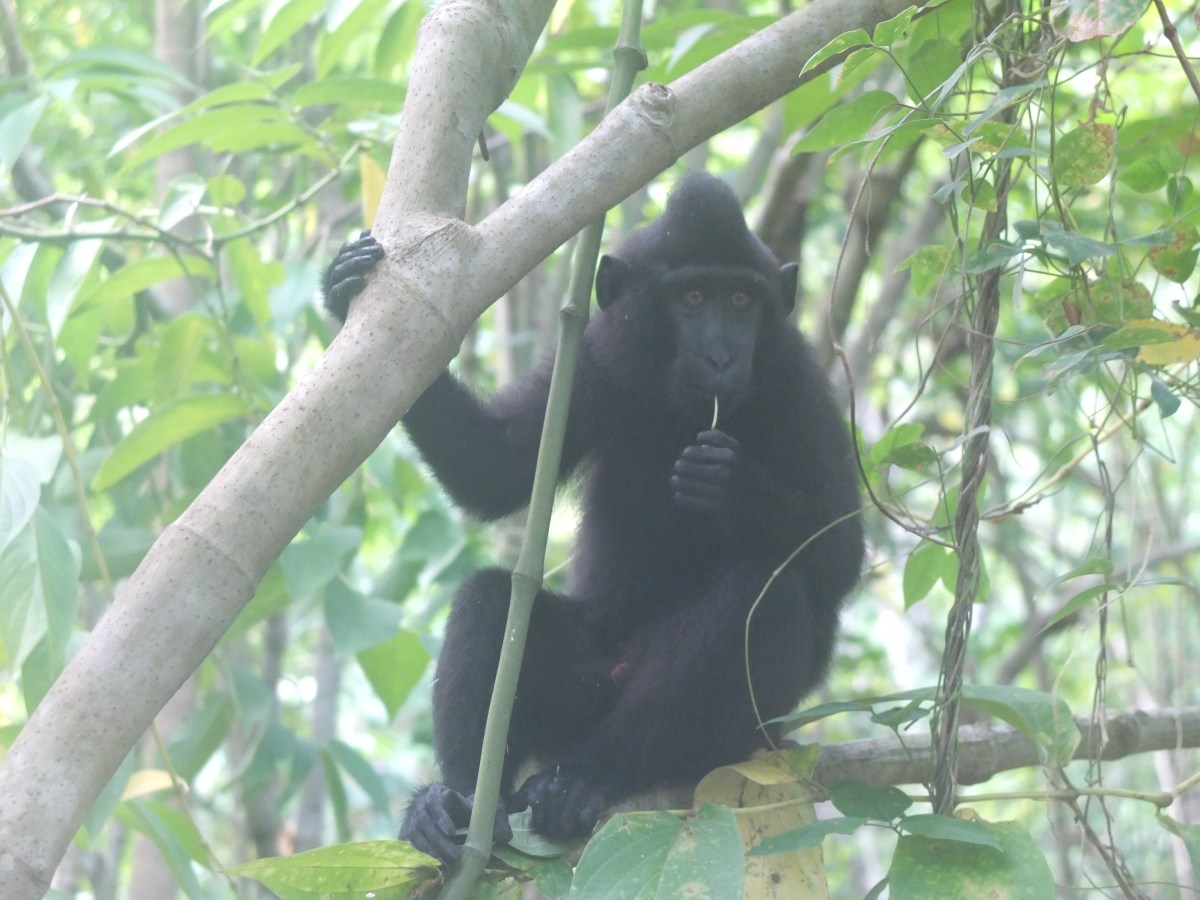 Tarsia, Flash von Zoomania und eine Tarantula….