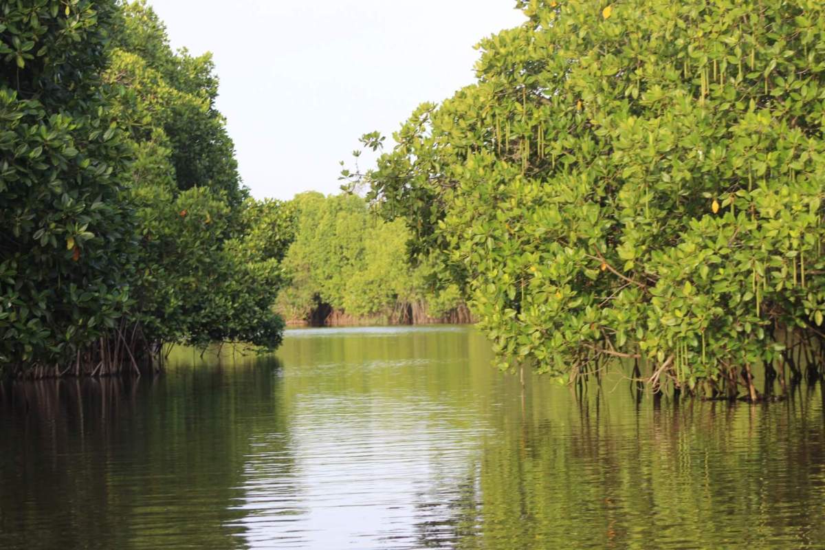 Leoparden Jagd im Yala&nbsp;Nationalpark